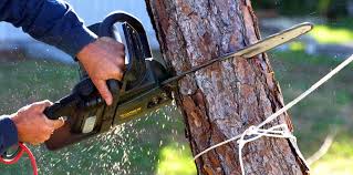 Best Storm Damage Tree Cleanup  in Ronkonkoma, NY