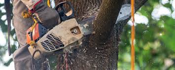 Best Tree Cabling and Bracing  in Ronkonkoma, NY