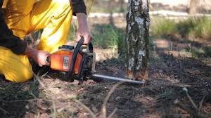 Best Lawn Pest Prevention  in Ronkonkoma, NY