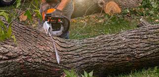Best Lawn Disease Treatment  in Ronkonkoma, NY