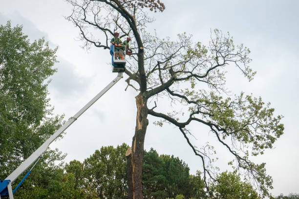 How Our Tree Care Process Works  in  Ronkonkoma, NY