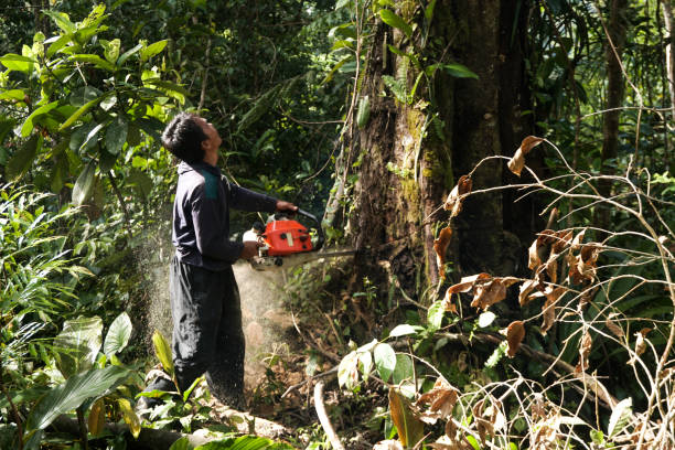 Best Tree Preservation Services  in Ronkonkoma, NY