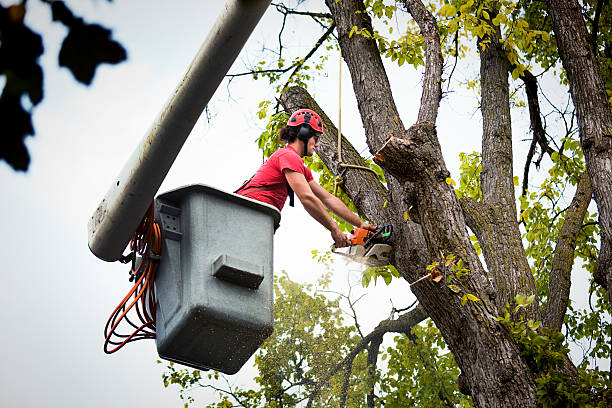 Best Palm Tree Trimming  in Ronkonkoma, NY