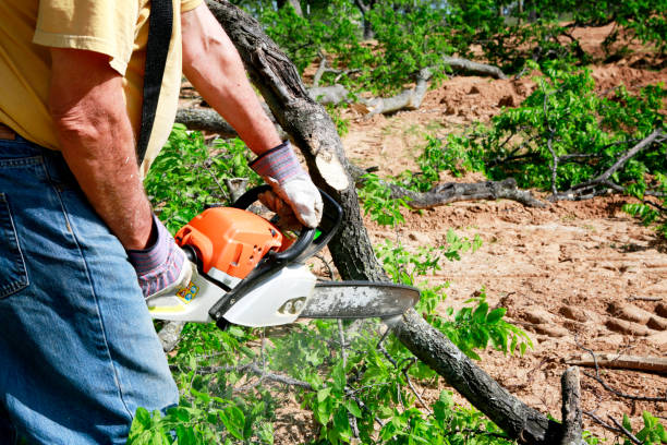 Best Leaf Removal  in Ronkonkoma, NY