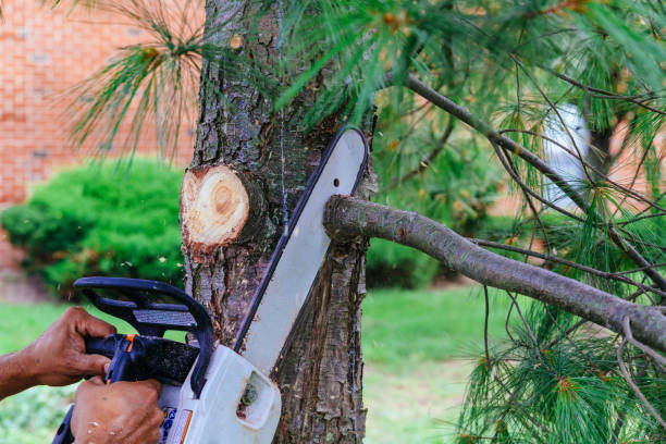 Best Emergency Tree Removal  in Ronkonkoma, NY